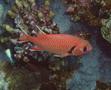 Squirrelfish - White-edged Soldierfish - Myripristis murdjan