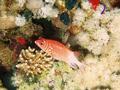 Squirrelfish - Silverspot Squirrelfish - Sargocentron caudimaculatum