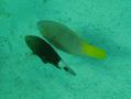 Parrotfish - Rusty Parrotfish - Scarus ferrugineus