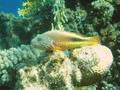 Hawkfish - Blackside Hawkfish - Paracirrhites forsteri