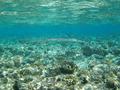 Pipefish - Bluespotted Cornetfish - Fistularia commersonii