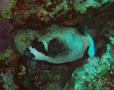 Pufferfish - Masked Puffer - Arothron diadematus