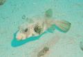 Pufferfish - Whitespotted Puffer - Arothron hispidus