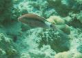 Goatfish - Longbarbel Goatfish - Parupeneus macronema