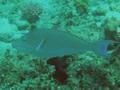 Parrotfish - Longnose Parrotfish - Hipposcarus harid