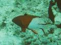 Hogfish - Lyretail Hogfish - Bodianus anthioides