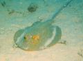 Stingrays - Blue Spotted Stingray - Taeniura lymma