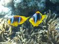 Damselfish - Red Sea Anemonefish - Amphiprion bicinctus