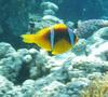 Damselfish - Red Sea Anemonefish - Amphiprion bicinctus