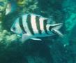 Damselfish - Scissortail Damselfish - Abudefduf sexfasciatus