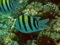 Damselfish - Indo-Pacific Sergeant - Abudefduf vaigensis