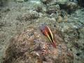 Hawkfish - Blackside Hawkfish - Paracirrhites forsteri