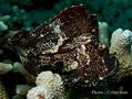 Scorpionfish - Leaf Scorpionfish - Taenianotus triacanthus