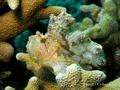 Scorpionfish - Leaf Scorpionfish - Taenianotus triacanthus