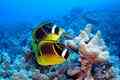 Butterflyfish - Racoon Butterflyfish - Chaetodon lunula