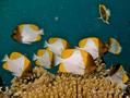 Butterflyfish - Pyramid Butterflyfish - Hemitaurichthys polylepis
