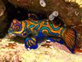 Dragonets - Mandarin Fish - Synchiropus splendidus