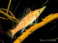 Hawkfish - Longnose Hawkfish - Oxycirrhites typus