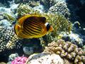 Butterflyfish - Striped Butterflyfish(Red Sea Racoon Butterflyfish) - Chaetodon fasciatus