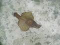 Sea Hare - Spotted Sea Hare - Aplysia dactylomela