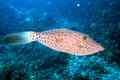 Filefish - Scrawled Filefish - Aluterus scriptus