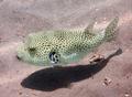 Pufferfish - Star Puffer - Arothron stellatus