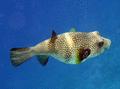 Pufferfish - Whitespotted Puffer - Arothron hispidus