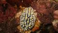 Nudibranch - Phyllidia elegans(Elegant Phyllidia) - Phyllidia elegans