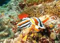 Nudibranch - Magnificent Chromodoris - Chromodoris magnifica