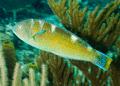 Wrasse - Puddingwife - Halichoeres radiatus