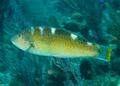 Wrasse - Puddingwife - Halichoeres radiatus