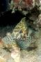 Groupers - Honeycomb Grouper - Epinephelus merra