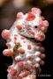 Seahorses - Pygmy Seahorse - Hippocampus bargibanti