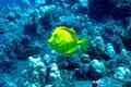 Surgeonfish - Yellow Tang - Zebrasoma flavescens