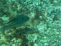 Parrotfish - European Parrotfish - Sparisoma cretense