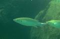 Mullets - Narrowhead Grey Mullet - Mugil cappurrii