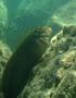 Blennies - Redlip Blenny - Ophioblennius atlanticus