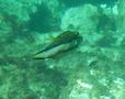 Pufferfish - Sharpnose Puffer - Canthigaster rostrata