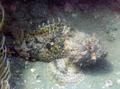 Scorpionfish - Dwarf Rockfish - Scorpaena loppei