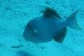 Triggerfish - Yellowmargin Triggerfish - Pseudobalistes flavimarginatus