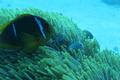 Damselfish - Red Sea Anemonefish - Amphiprion bicinctus