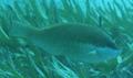 Parrotfish - Dotted Parrotfish - Calotomus viridescens