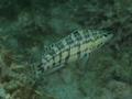 Seabasses - Harlequin Bass - Serranus tigrinus