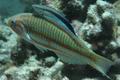 Wrasse - Bluestreak Cleaner Wrasse - Labroides dimidiatus