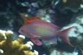 Basslets - Sea Goldie(Jewel Fairy Basslet,Scalefin Anthias) - Pseudanthias squamipinnis