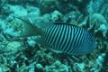 Angelfish - Lyretail Angelfish - Genicanthus caudovittatus