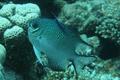 Damselfish - Pale Damselfish - Amblyglyphidodon indicus