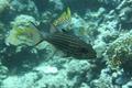 Cardinalfish - Tiger Cardinalfish - Cheilodipterus macrodon