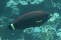 Wrasse - Chiseltooth Wrasse - Pseudodax moluccanus