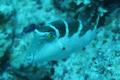 Pufferfish - Crowned Toby - Canthigaster coronata